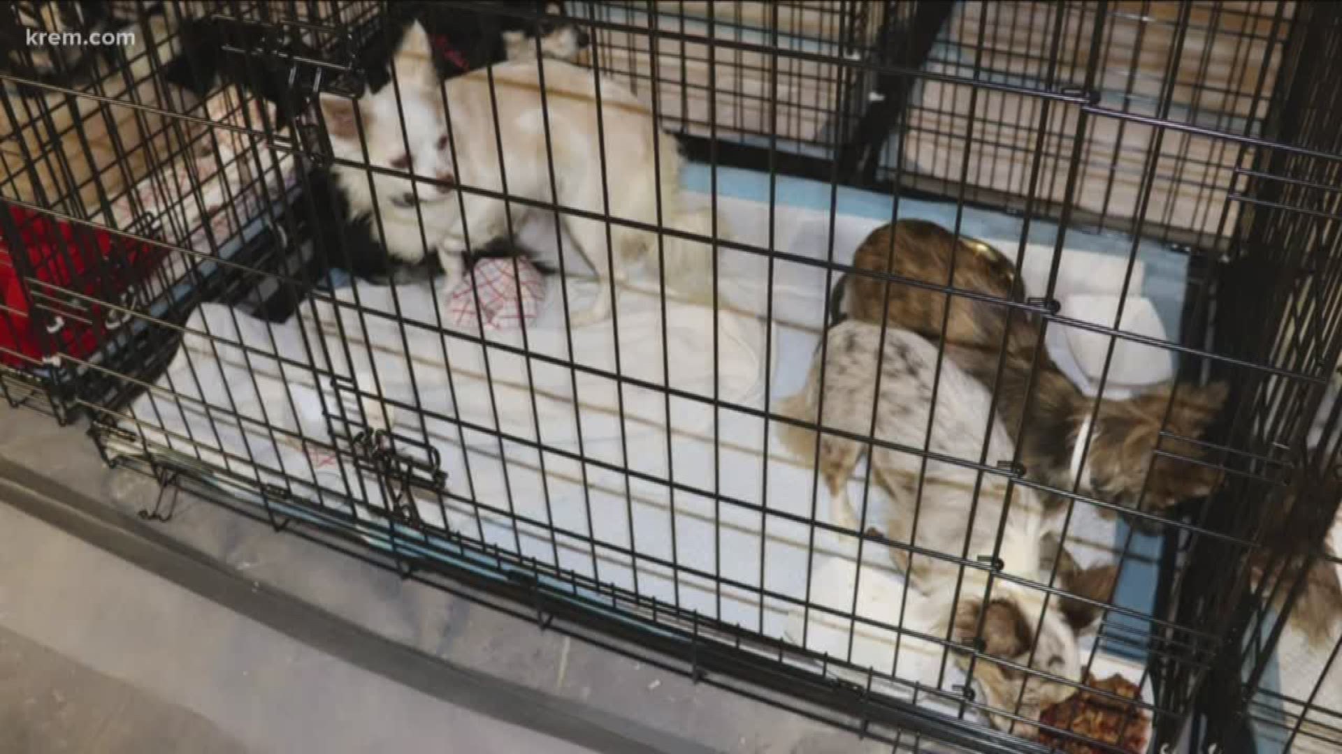 Names of suspects involved in Stevens County puppy mill released (9-14-18)