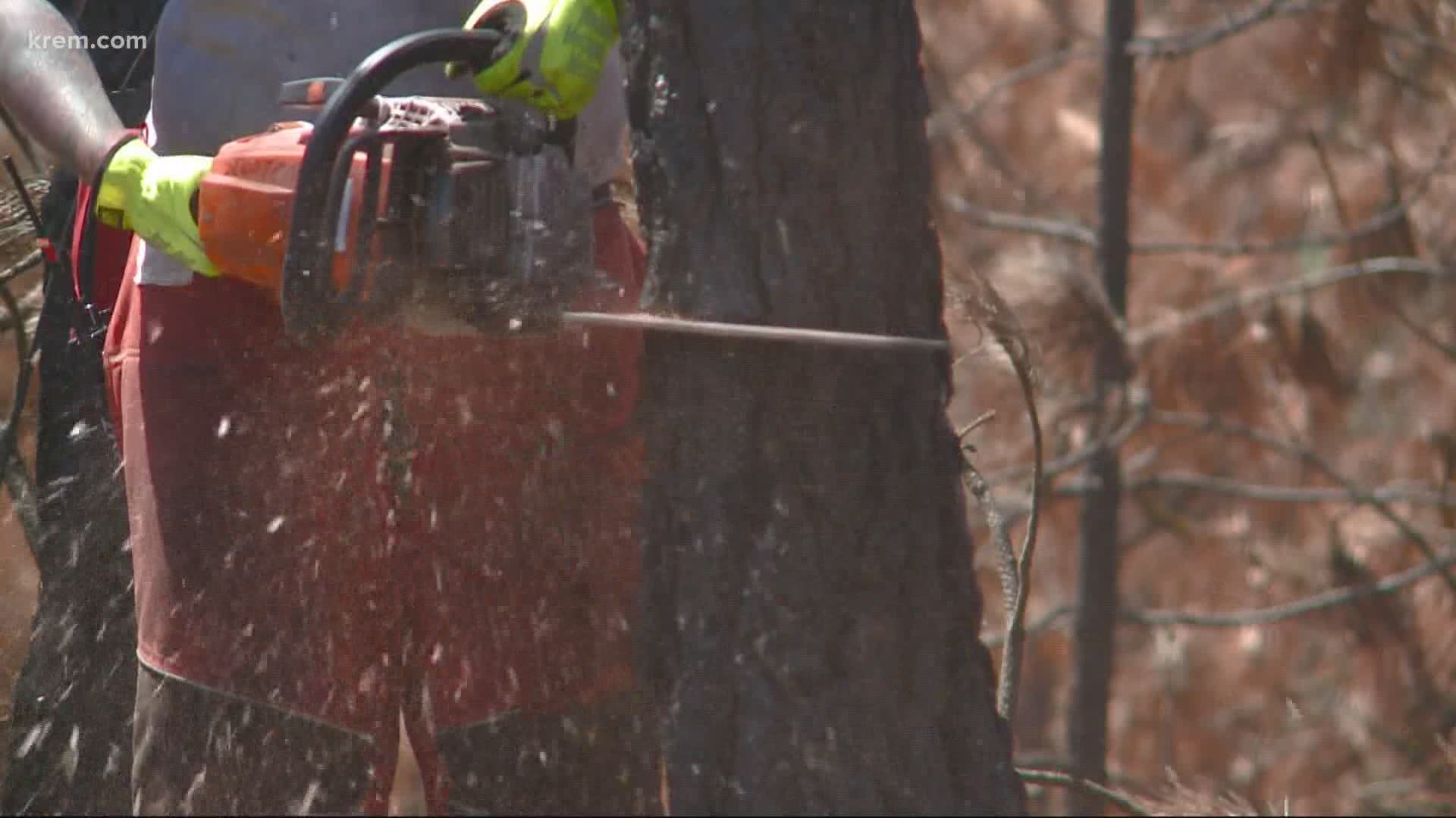 About a thousand more scorched trees on private Malden properties still need to be removed.