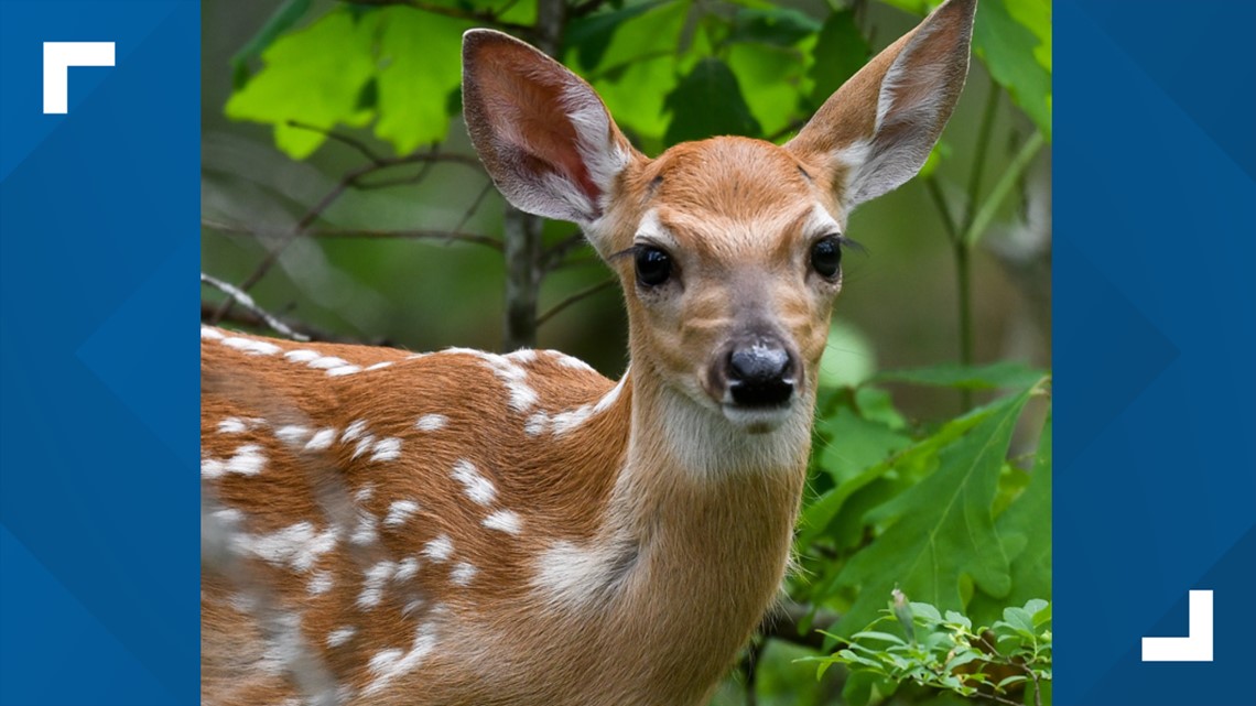 Deer die from disease in Kamiah area, test results pending 