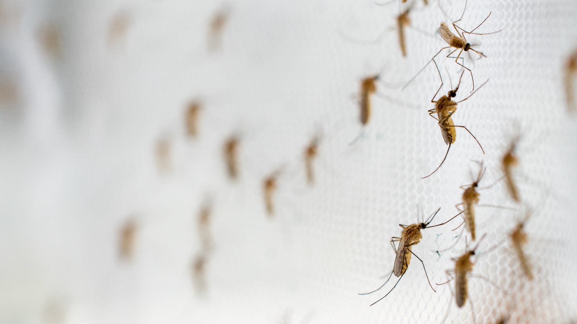 Mosquitoes test positive for West Nile Virus in Moses Lake | krem.com