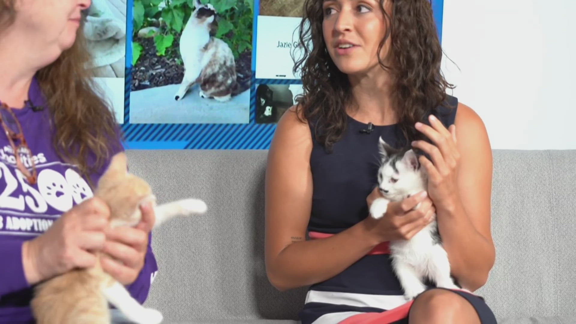 Kittens are available for adoption across Spokane, so if you're looking for a furry friend to join your home, adopt one today!