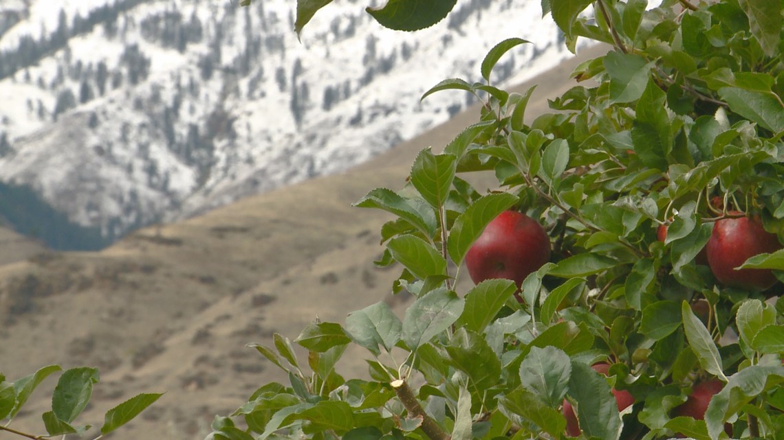 Washington Apple Growers Sink Their Teeth Into The New Cosmic