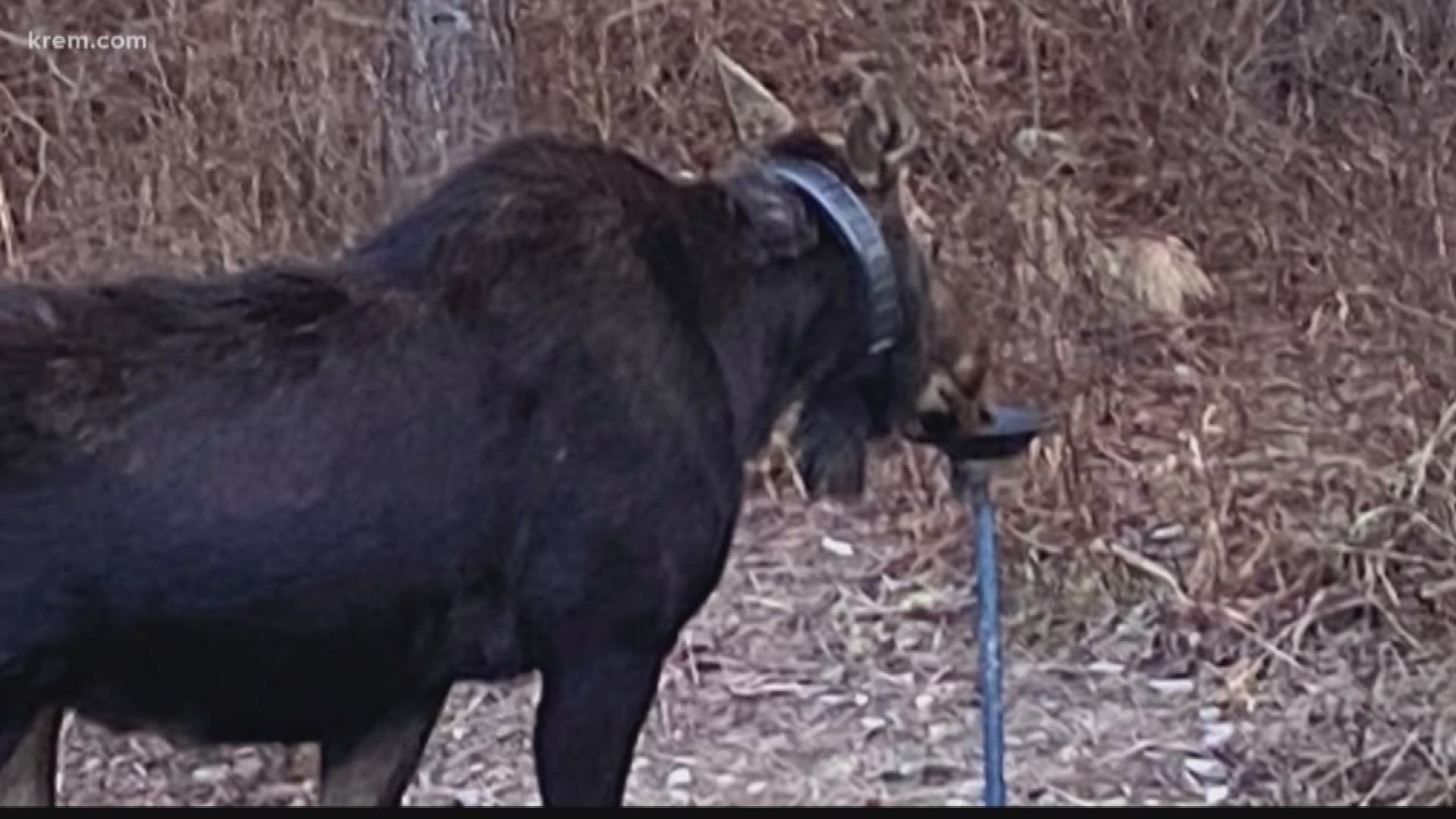 Biologists say the ring does not seem to be impacting the animal's ability to feed based on its habits and body fats.