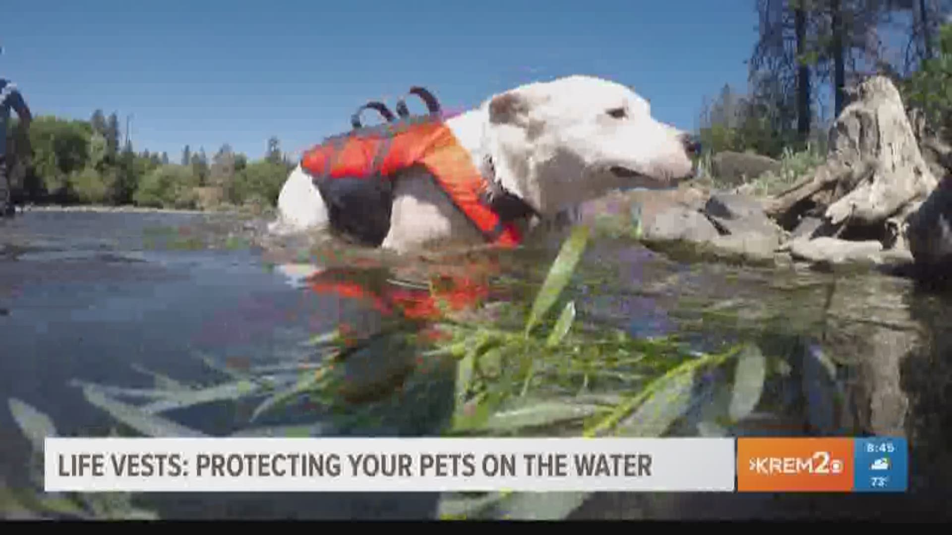 Life vests: Protecting your pets on the water (7-17-18)