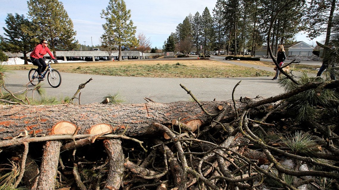 Coeur d'Alene clearing trees for access to Prairie Trail - Vimarsana News