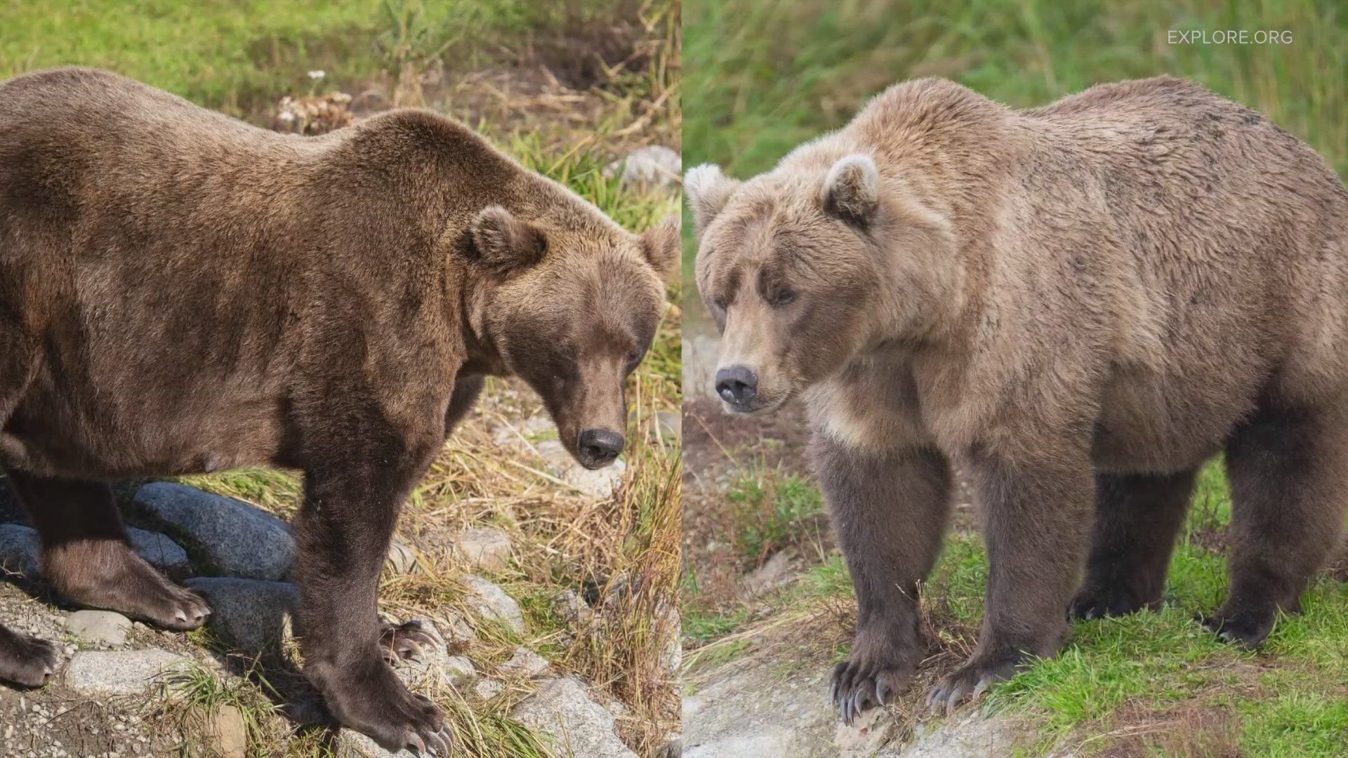 The National Park Service is getting ready to celebrate Fat Bear Week in Alaska.