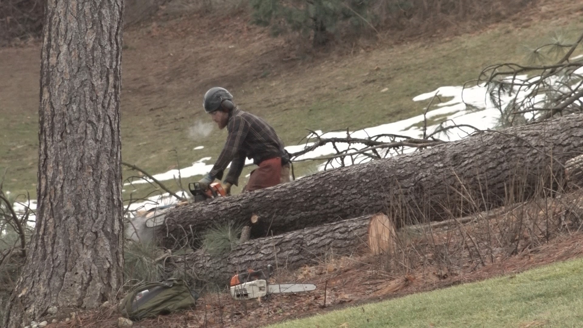 Working ahead, cutting down trees will help with getting rid of beetles for the spring season