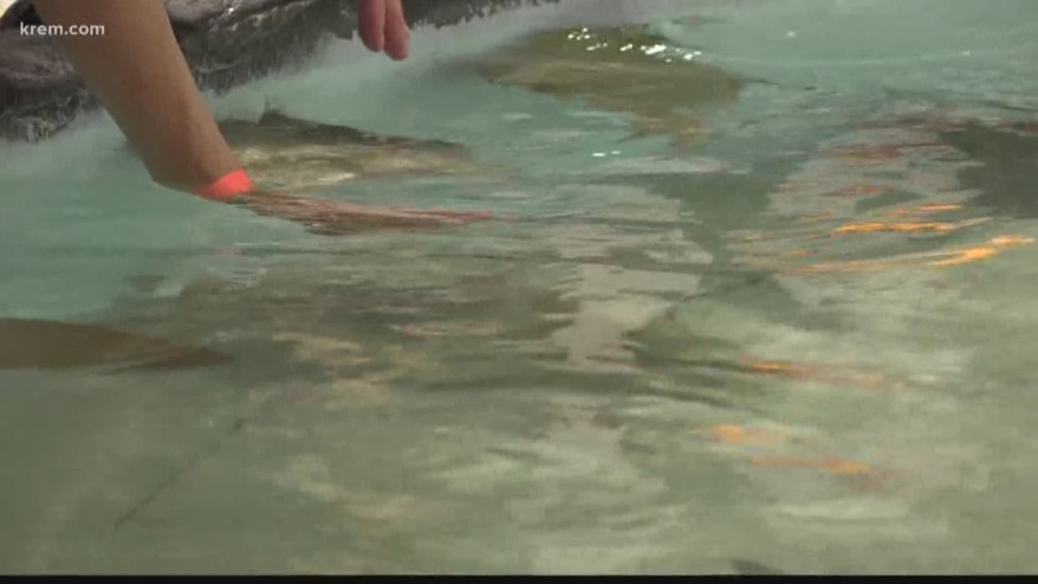 How malls in Spokane, nationwide are evolving to survive