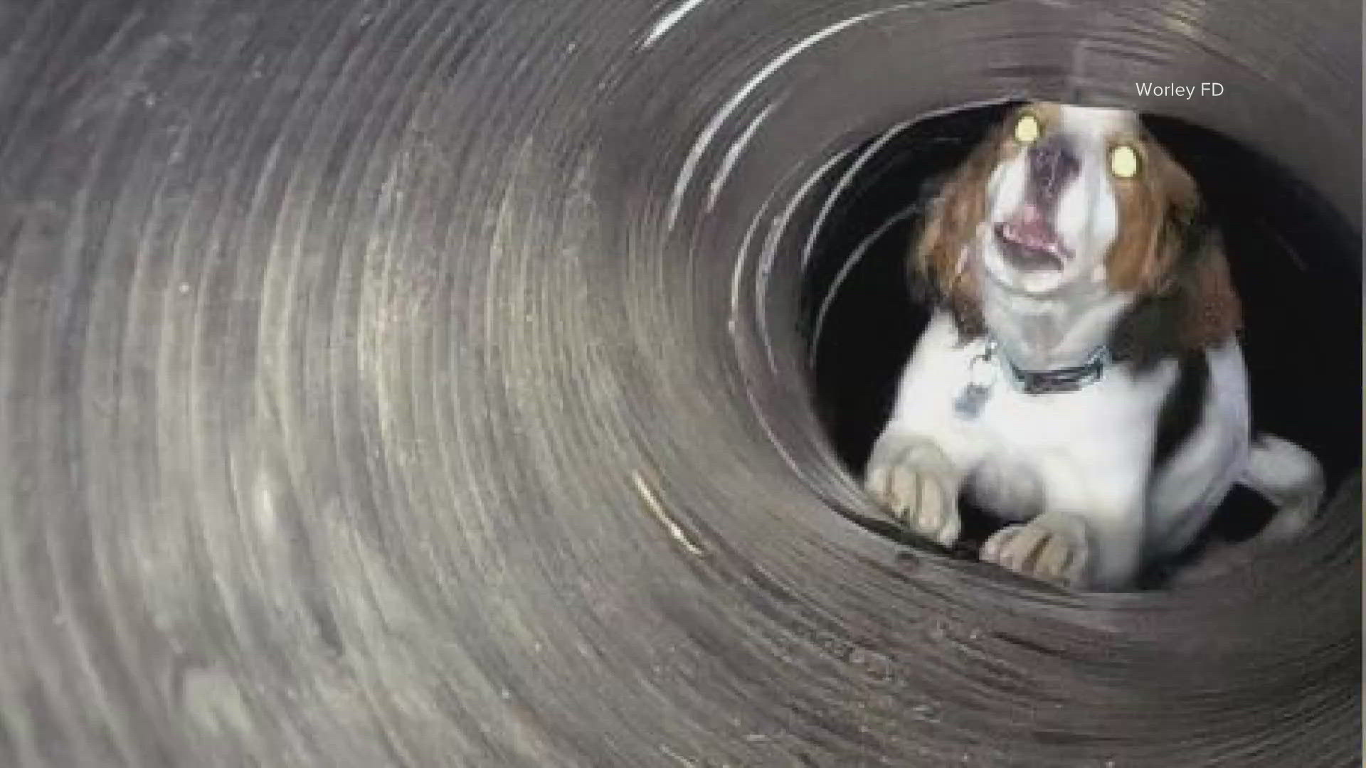 The puppy was around 40 feet down the pipe. The pipe was too small for firefighters to fit in to rescue the puppy, but the community stepped in to help out.