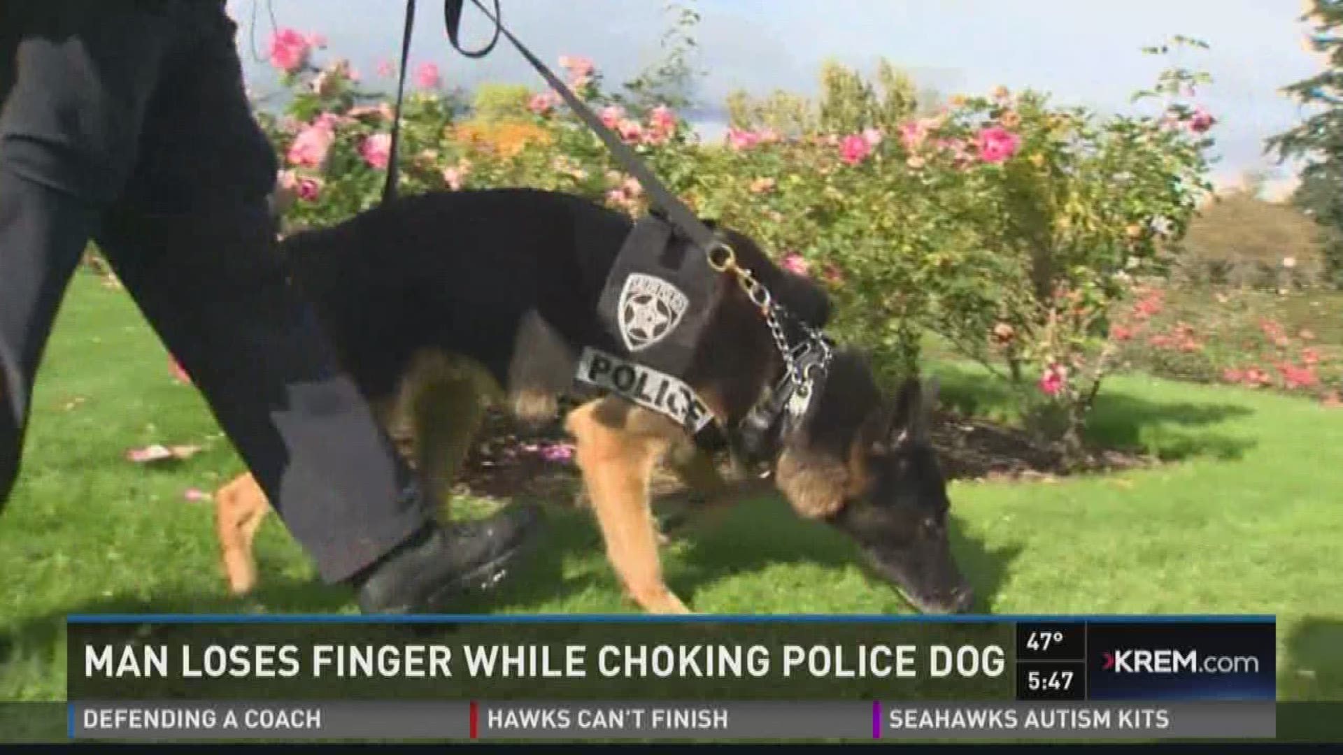 Man loses finger while choking police dog | krem.com