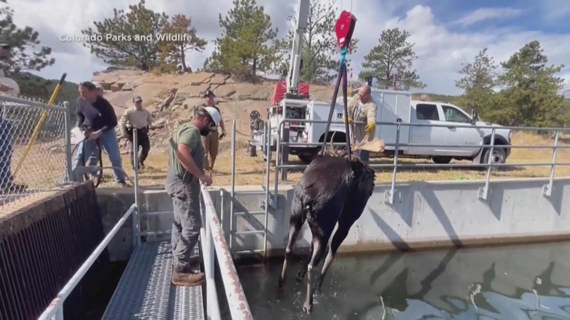 Colorado Parks and Wildlife officers rescue moose from canal | krem.com
