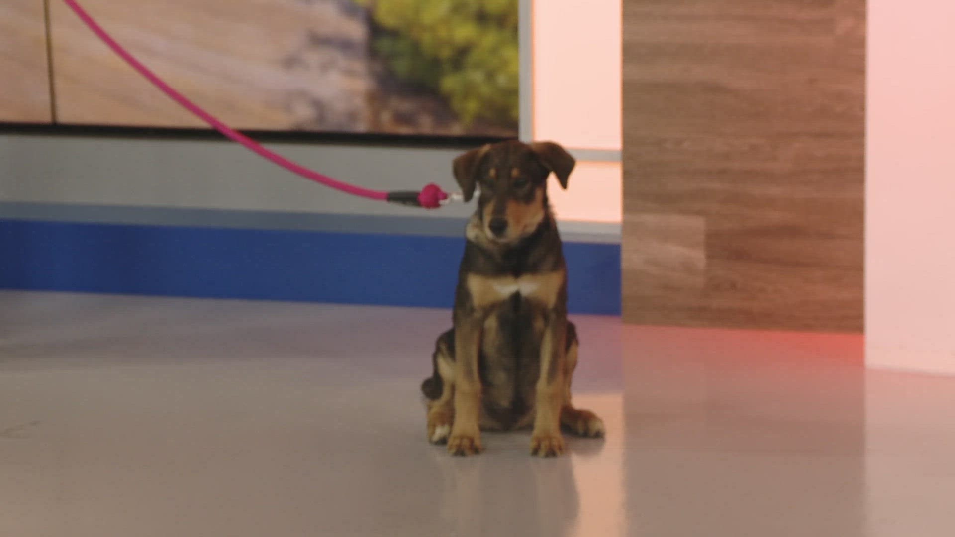 Tom Collins is a 4-month-old Doberman Husky mix. He is available at Pet Smart in South Hill.