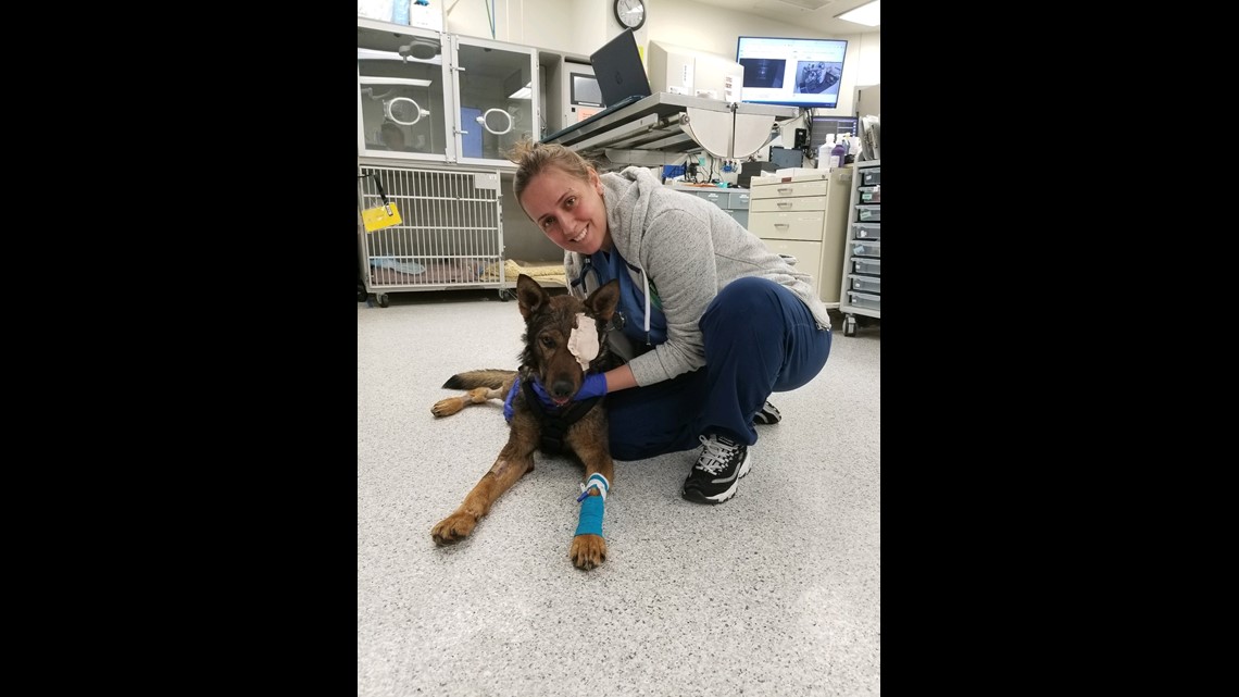 Moses Lake police K-9 released from hospital after losing eye in ...