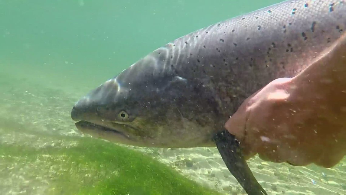 You Can Now Harvest Chinook Salmon In The Snake River | Krem.com