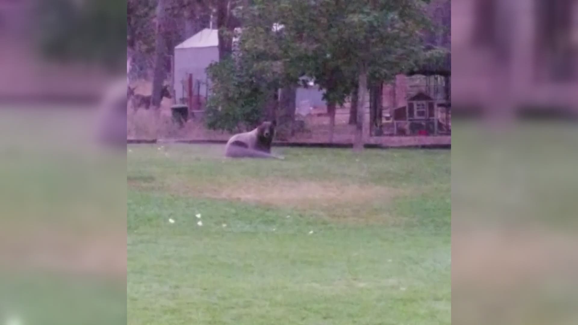 The bear ventured into the Kearl family's yard Sunday evening, and the family got the whole thing on camera.