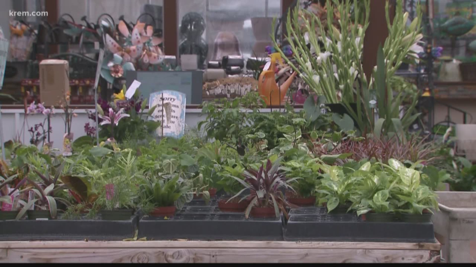 KREM Reporter Taylor Viydo spoke with the Spokane County Master Gardeners about some do's and don'ts for early spring gardening.