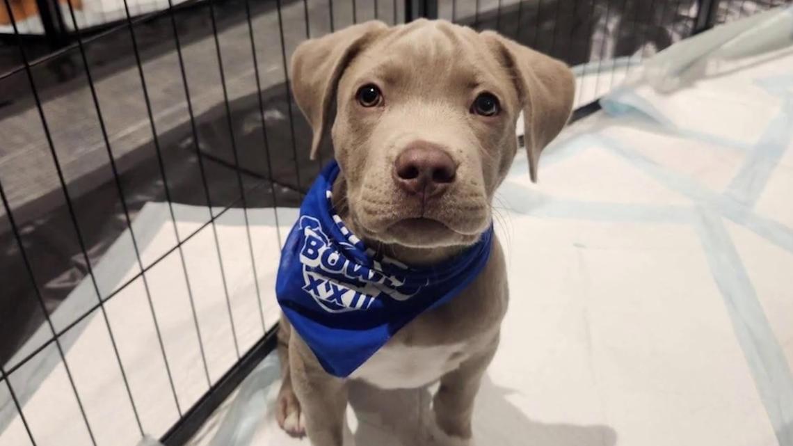 Washington, Idaho pups competing in 2026 Puppy Bowl