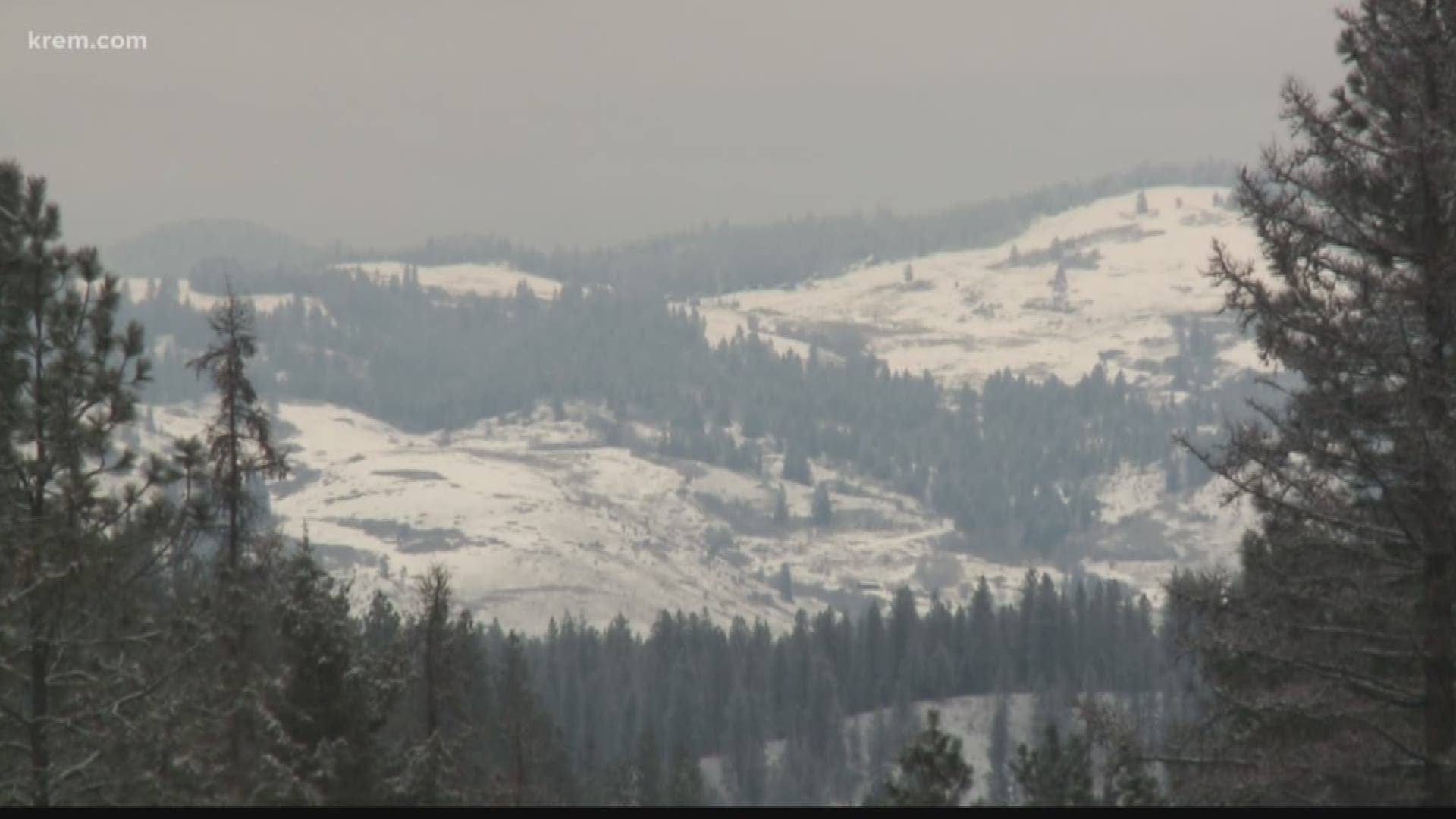 After receiving word of the incident, WDFW solicited the help of a houndsman from Spokane who was able to track and lead WDFW officers to the cougar’s location who then euthanized the animal.