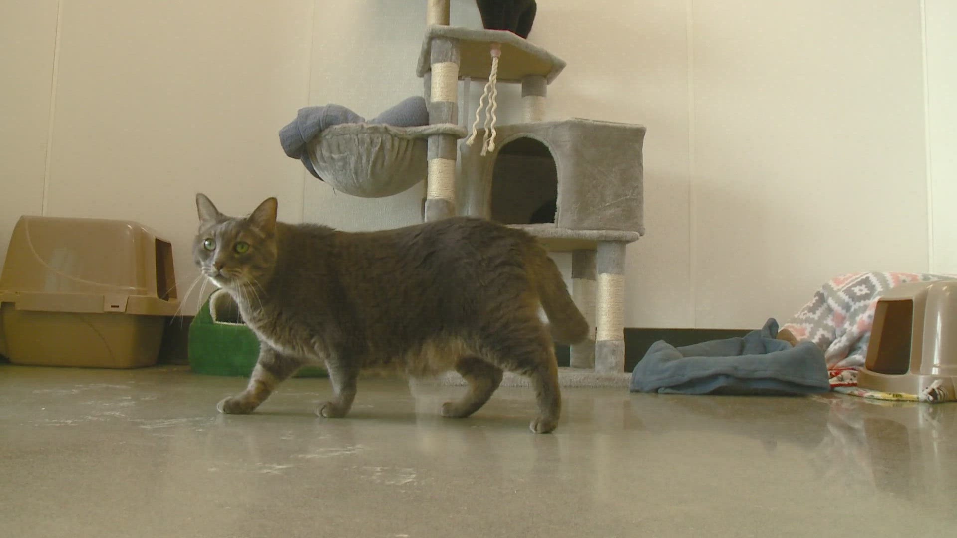 The animal shelter is at full capacity and is struggling to make headway through their animal adoptions.