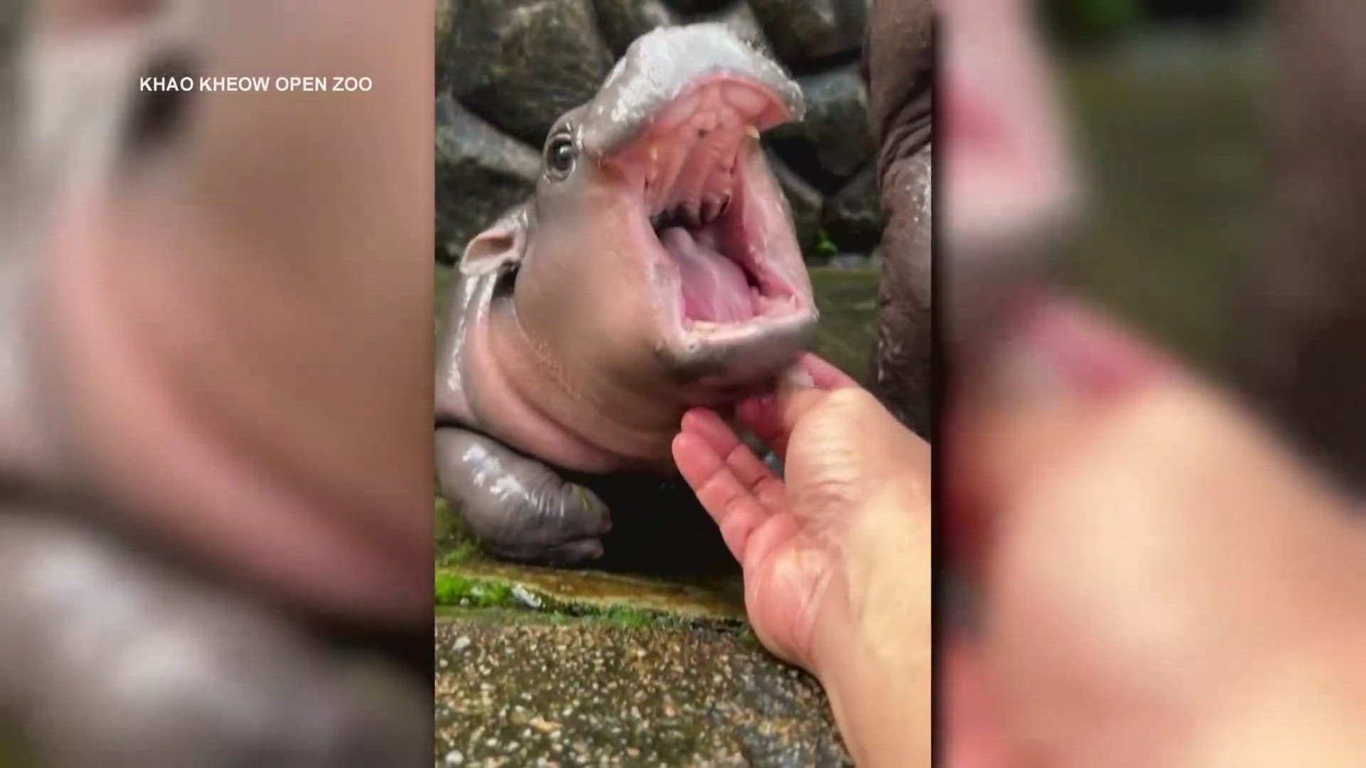 A Thailand zoo is seeking a patent for its internet famous pygmy hippo.