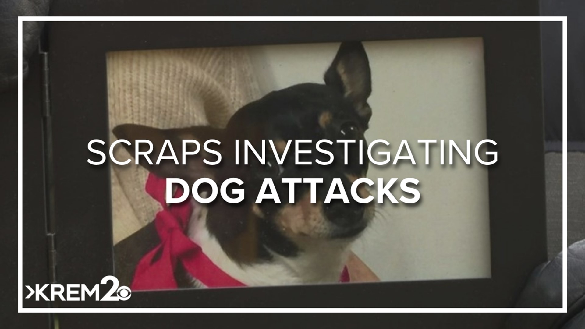 SCRAPS said the two dogs involved in the Comstock attacks have been deemed dangerous. They also said the dogs' owner is trying to appeal the designation.