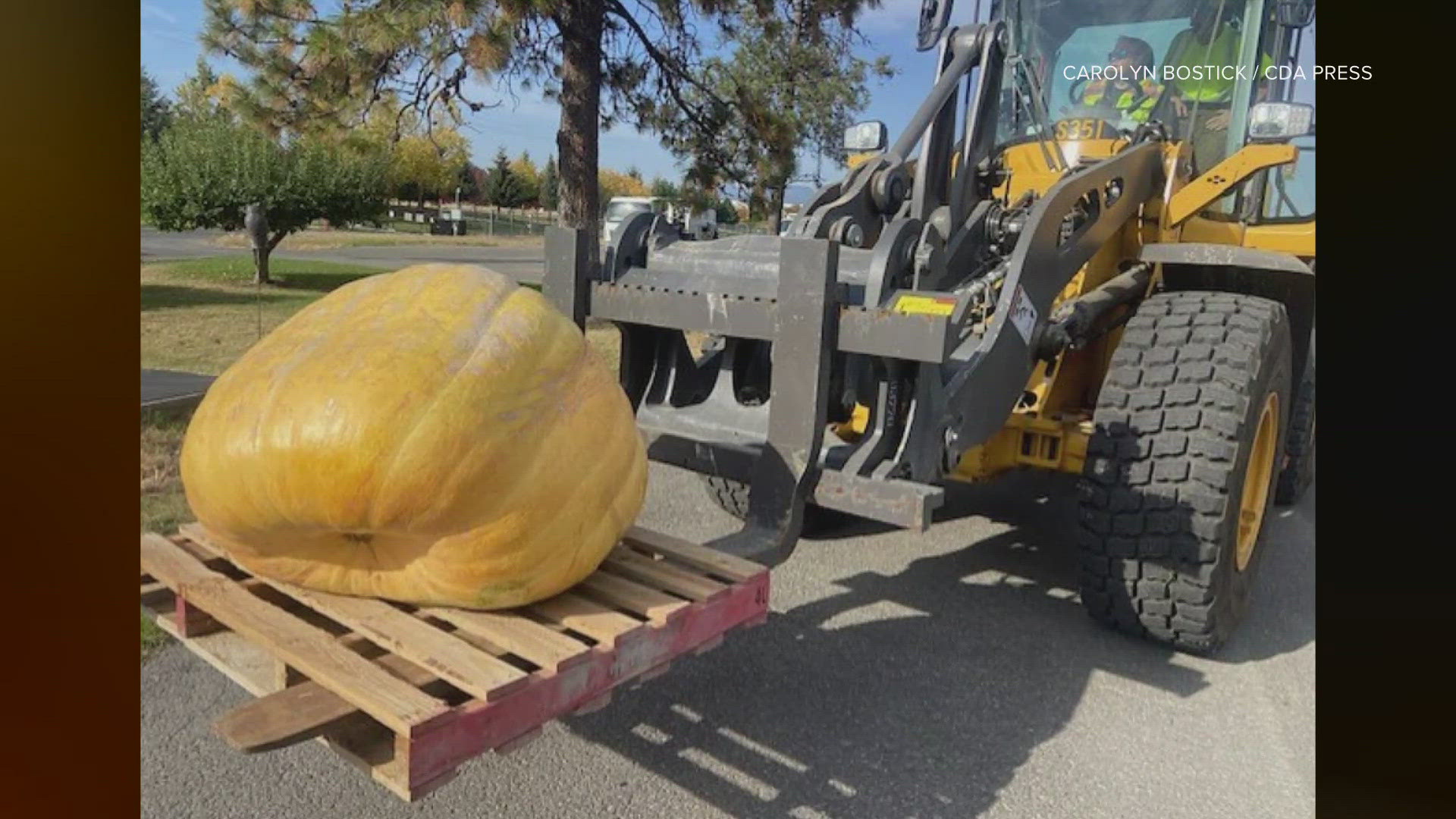 The Post Falls City Streets Division planted a pumpkin on a whim and accidentally grew a giant pumpkin with no special care.