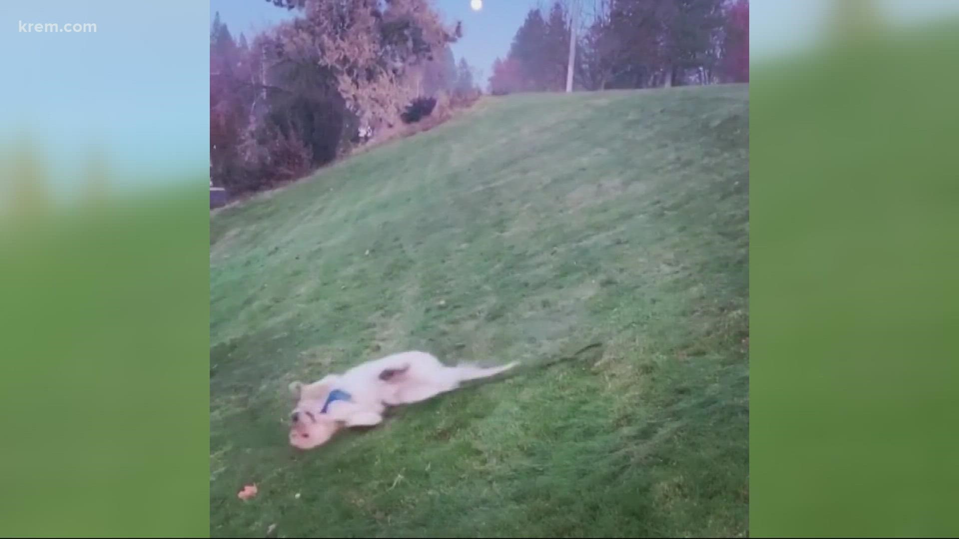 Leny gained a following after his owners shared videos of him sliding down grassy hills in Spokane. His Instagram page has over 56,000 followers.