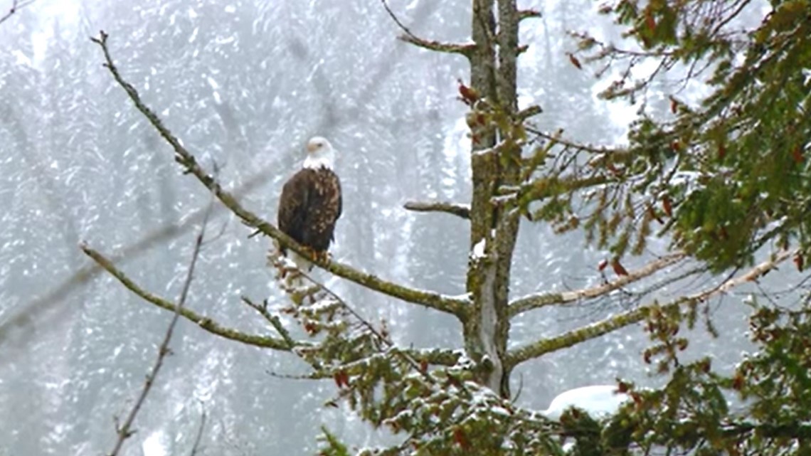 Young bird watchers gather to get a glimpse of Bald Eagles in North Idaho