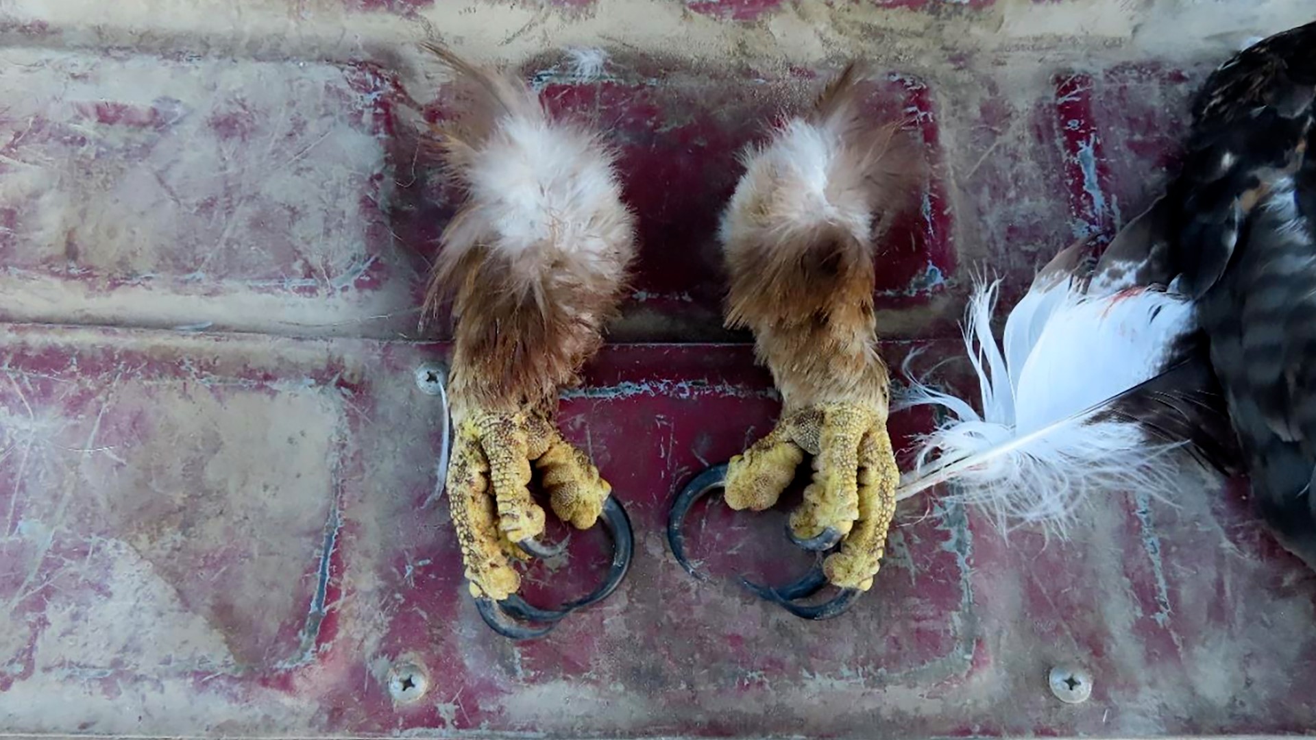 Man pleads guilty in eagle ‘killing spree’ on reservation to sell feathers  on black market