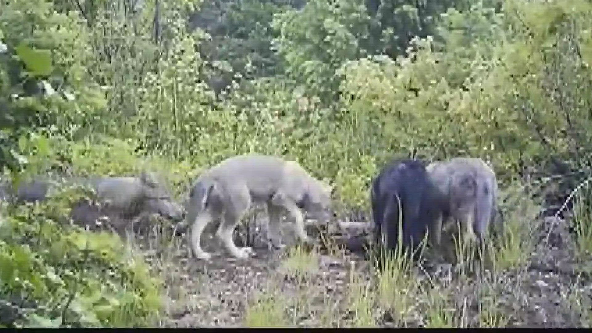 The Washington Department of Fish and Wildlife decided to take lethal action against a Stevens county wolf pack Monday, known as the Smackout Pack.
