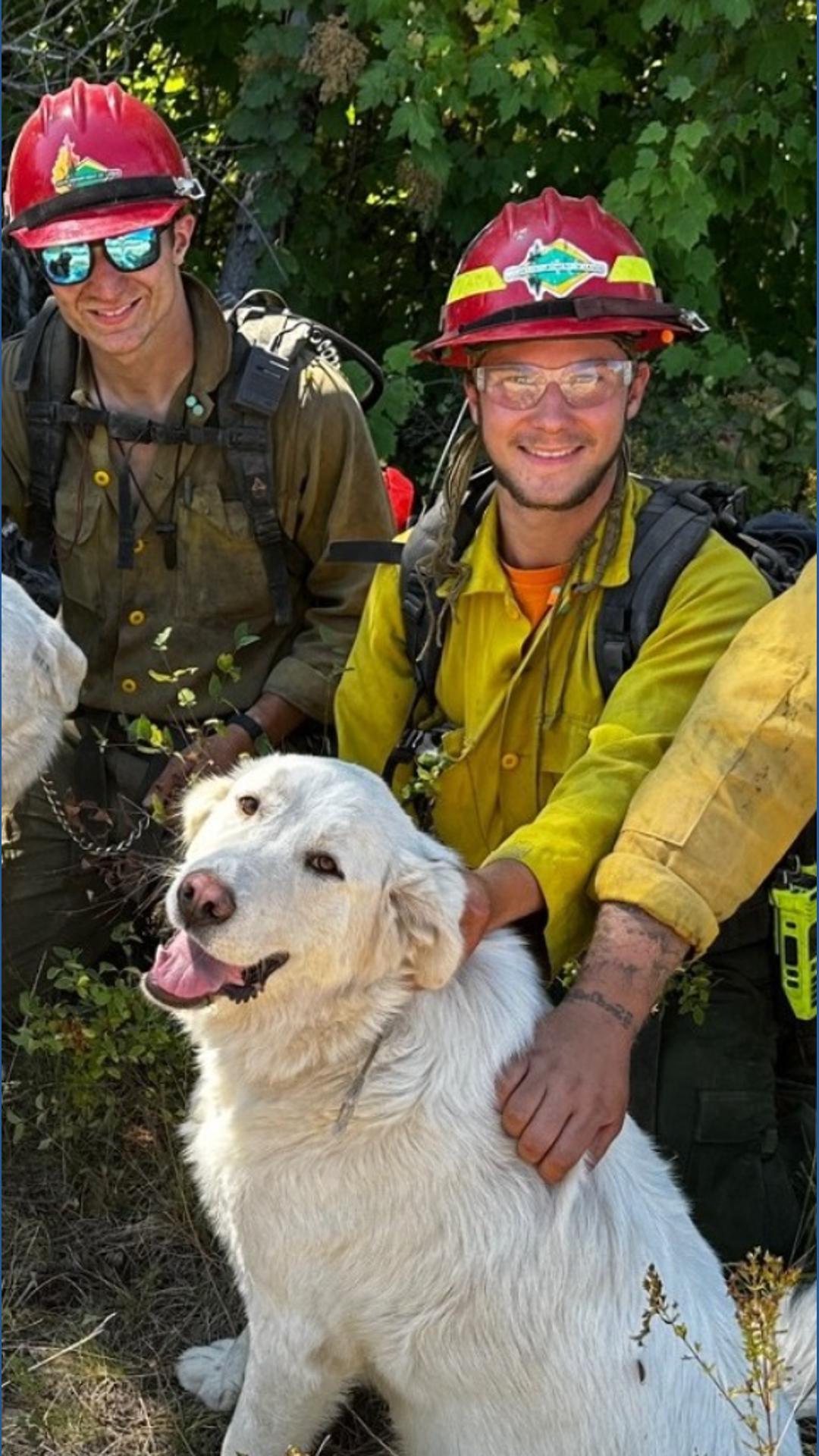 IDL firefighters reunite lost dogs with family near Sunset Fire | krem.com