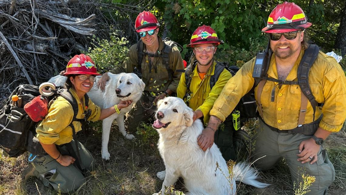 IDL firefighters reunite lost dogs with family near Sunset Fire | krem.com