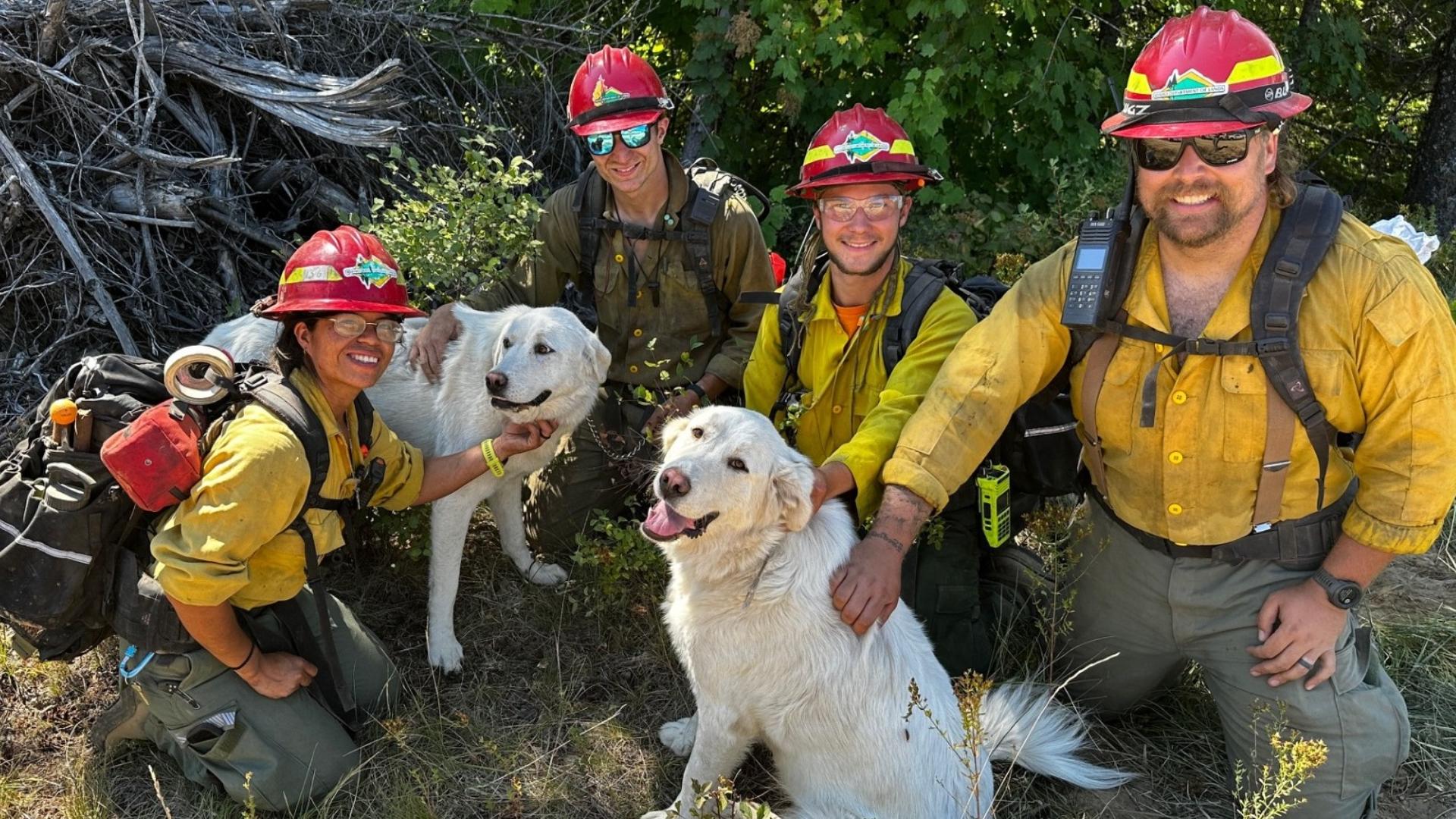 IDL firefighters reunite lost dogs with family near Sunset Fire | krem.com