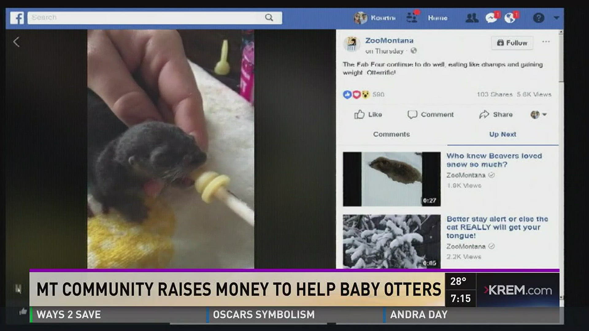 MT community raises money to help baby otters (3-5-18)