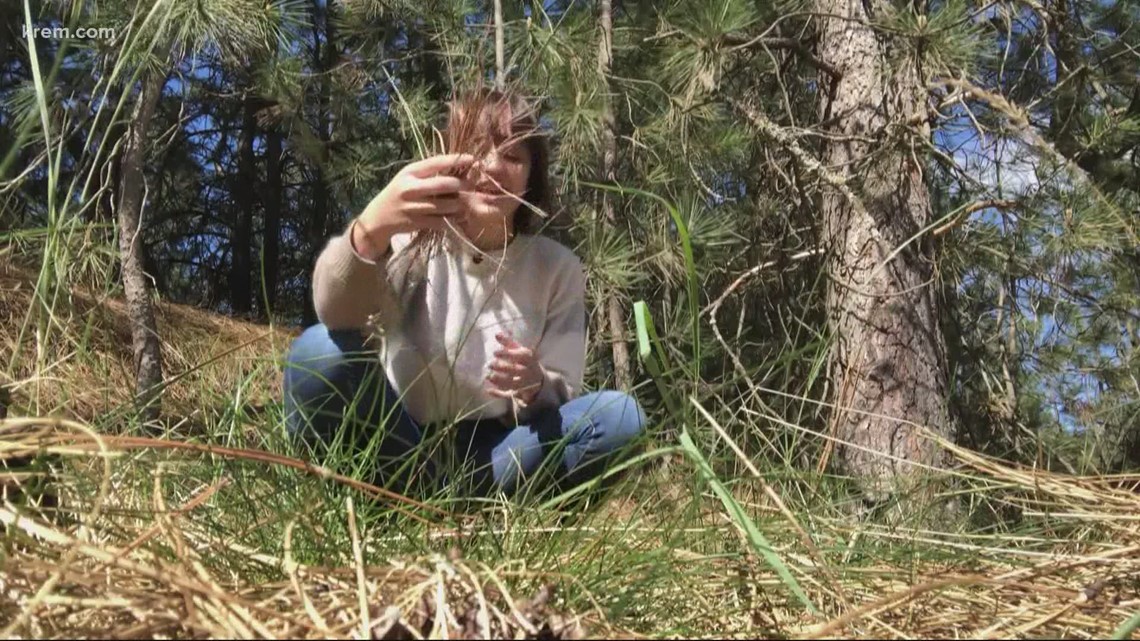 Wildfire prevention efforts succeeded despite pandemic - Vimarsana News
