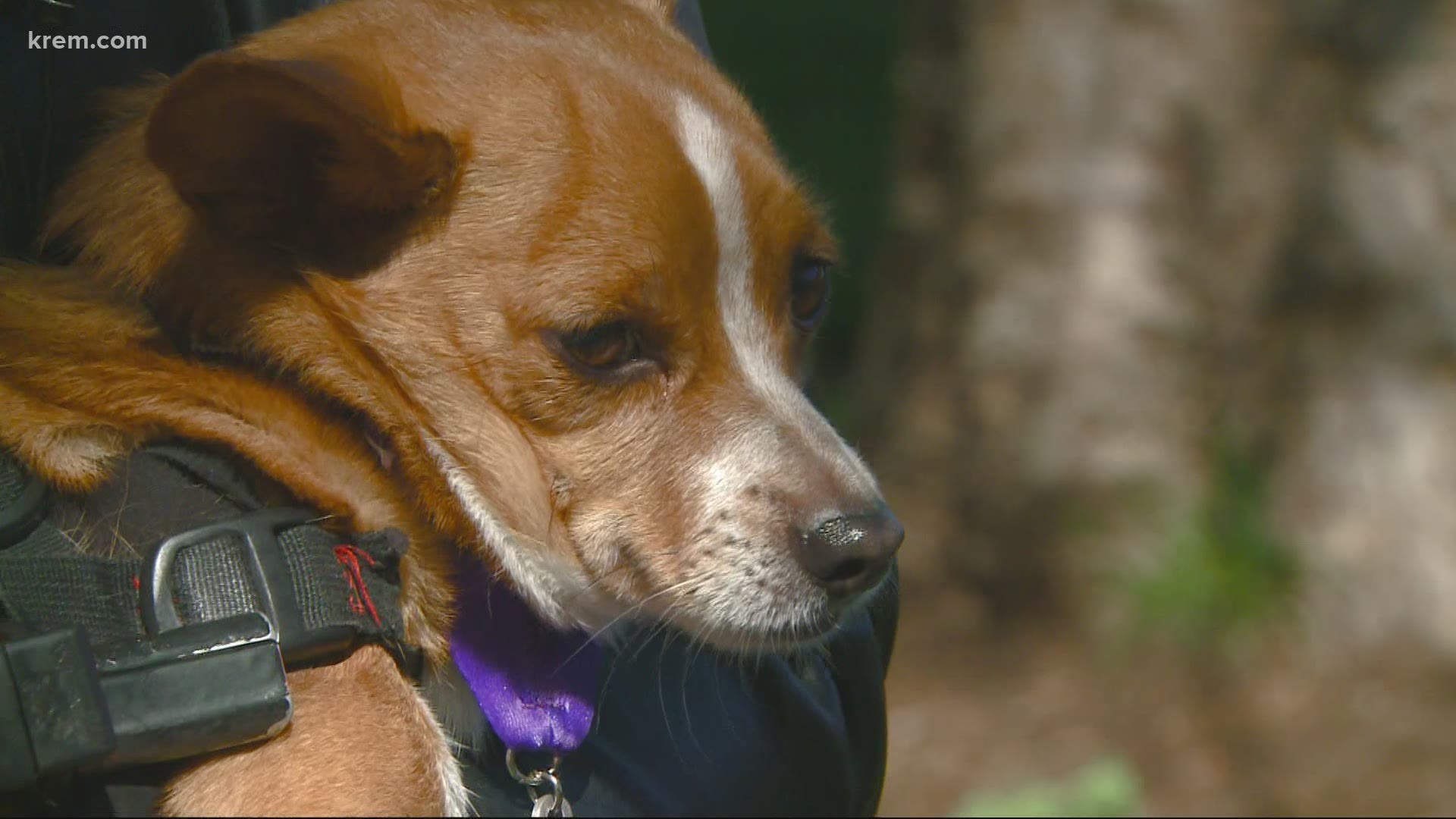 Notorious is a differently-abled dog who completed the Bloomsdog race with ease.