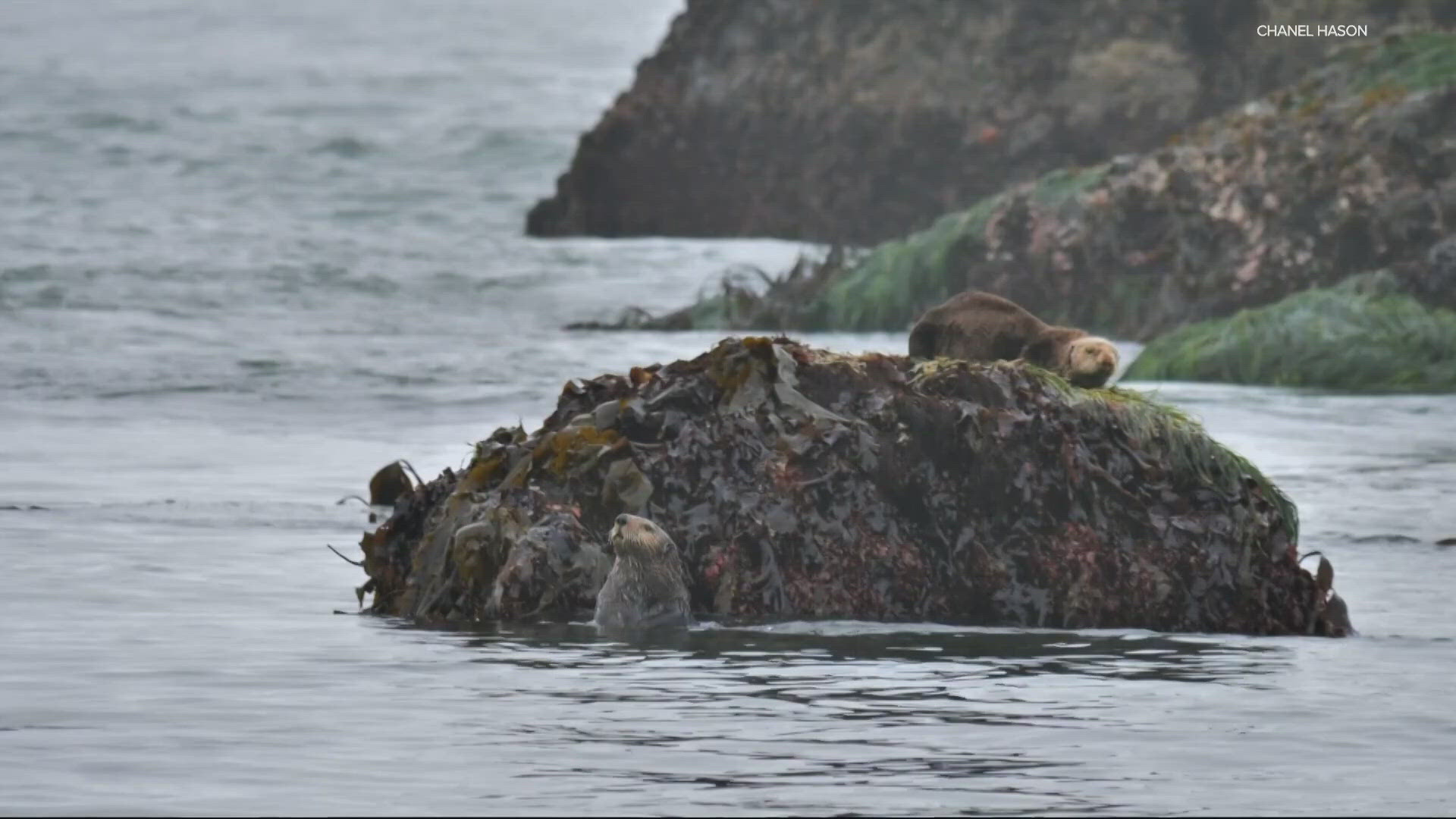 There's a glimmer of hope for Oregon sea otters