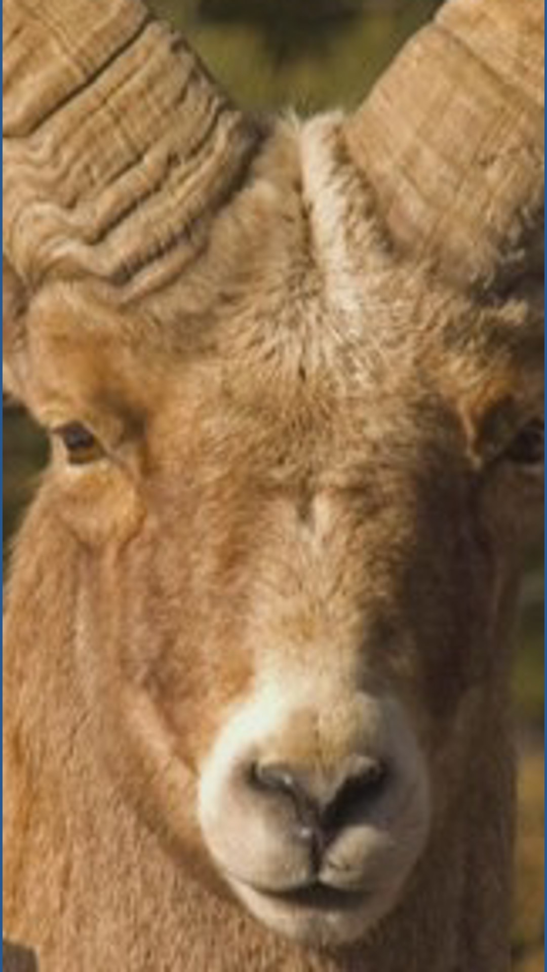 Bighorn sheep population has less genetic diversity | krem.com