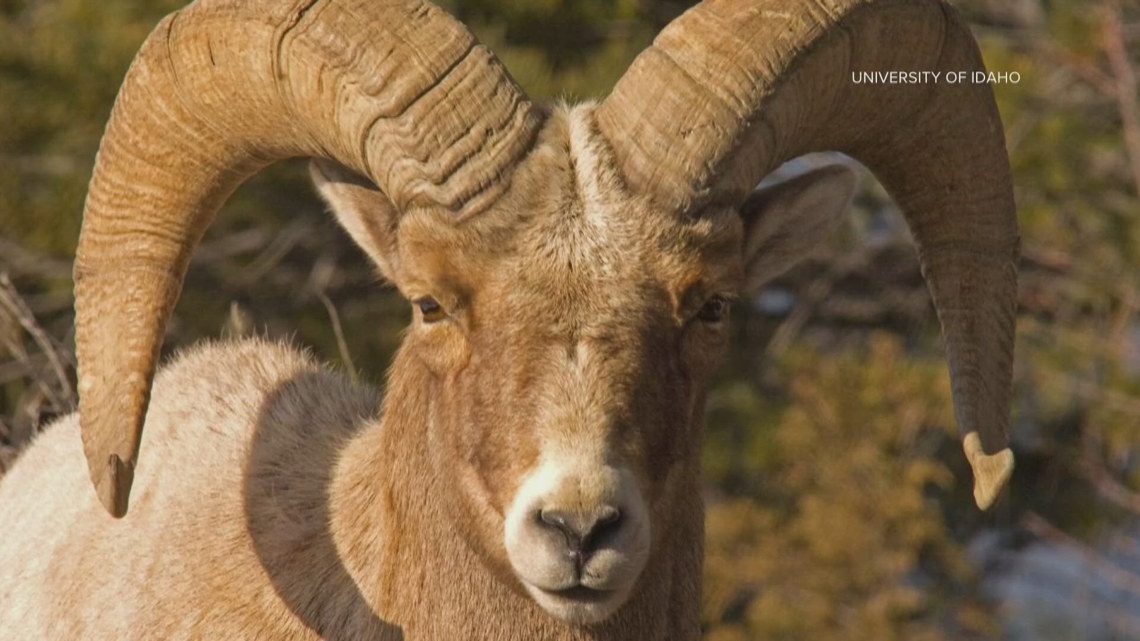 Bighorn sheep population has less genetic diversity | krem.com