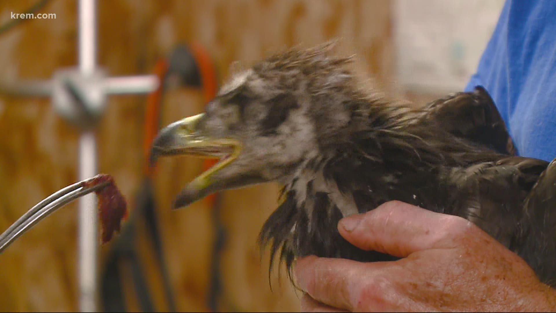 Baby bald eagle saved after near death due to heat wave 