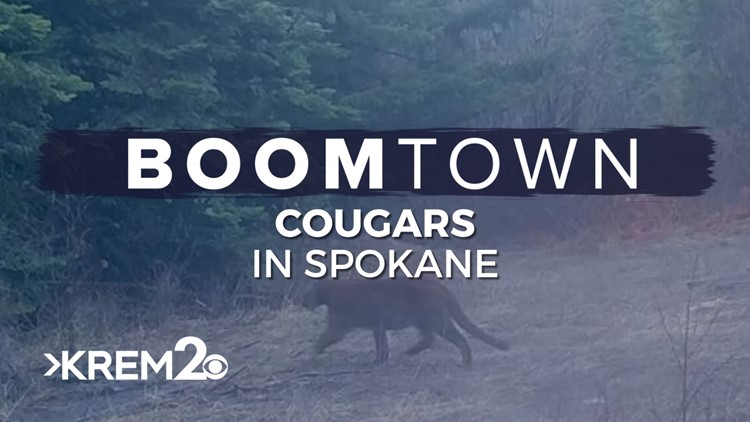 As Spokane County grows, are cougar sightings increasing? | Boomtown