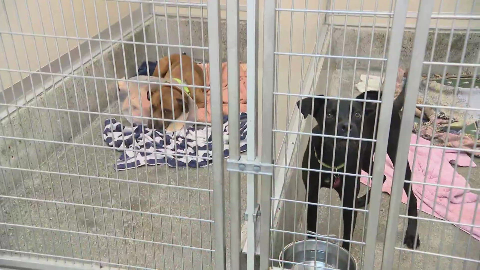 Best Friends Animal Society takes dogs and cats from overcrowded animal shelters and brings them to their adoption centers to save their lives. Via: CBS News