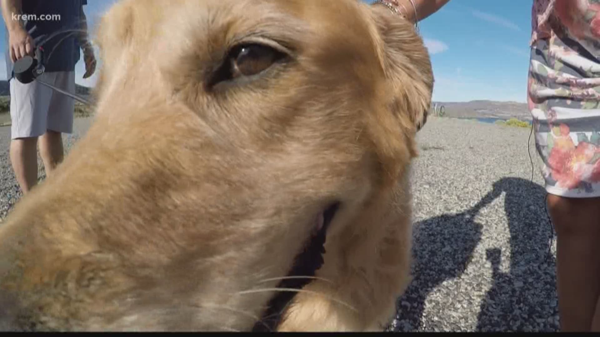 Wilson survived for two weeks on his own, despite dangerous wildlife and a lack of resources. His dog mom called it a miracle.