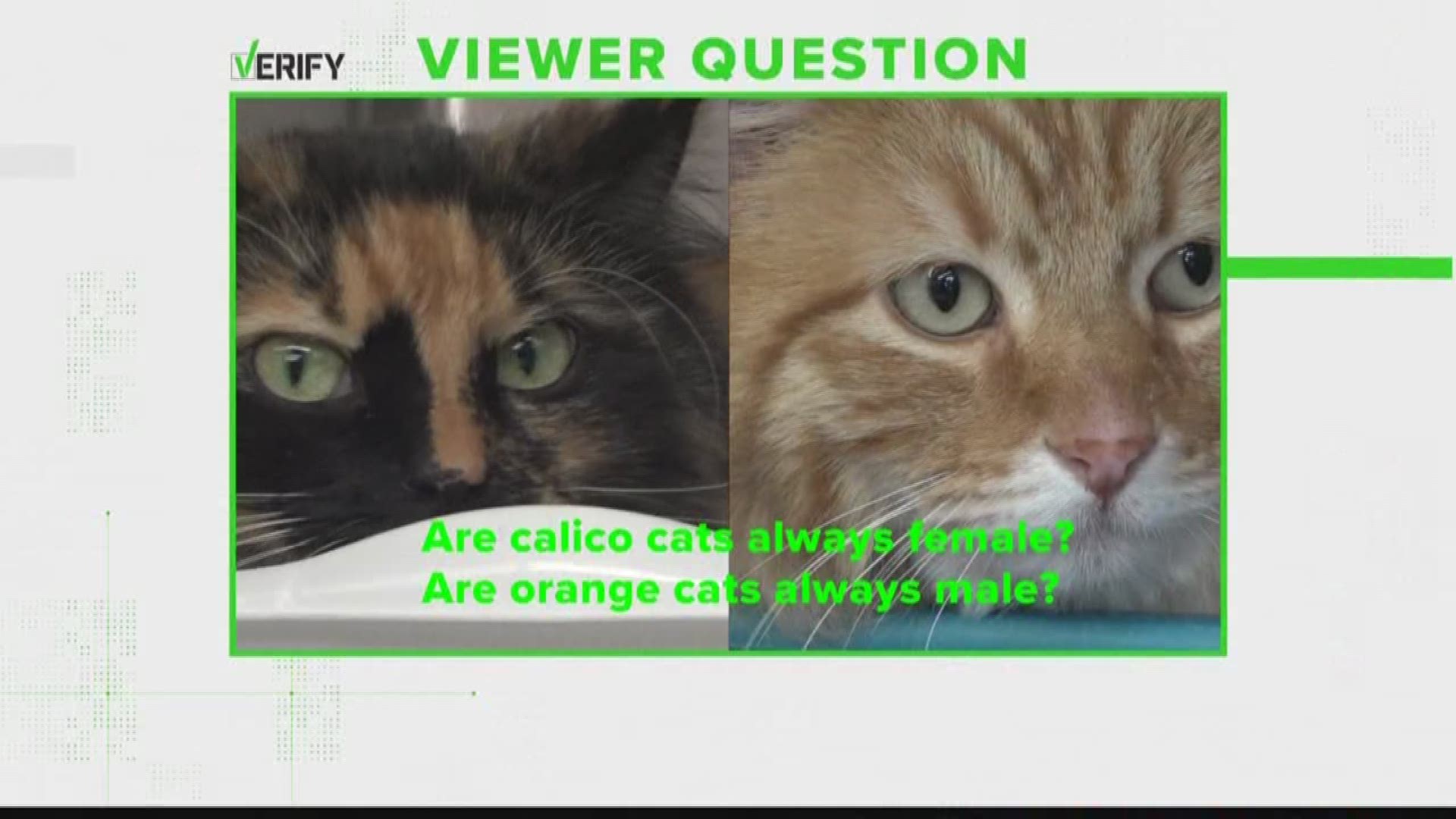 The executive director of SpokAnimal said calico cats that come in to the shelter are always female and the orange cats always male. KREM set out to verify if this is always the case.
