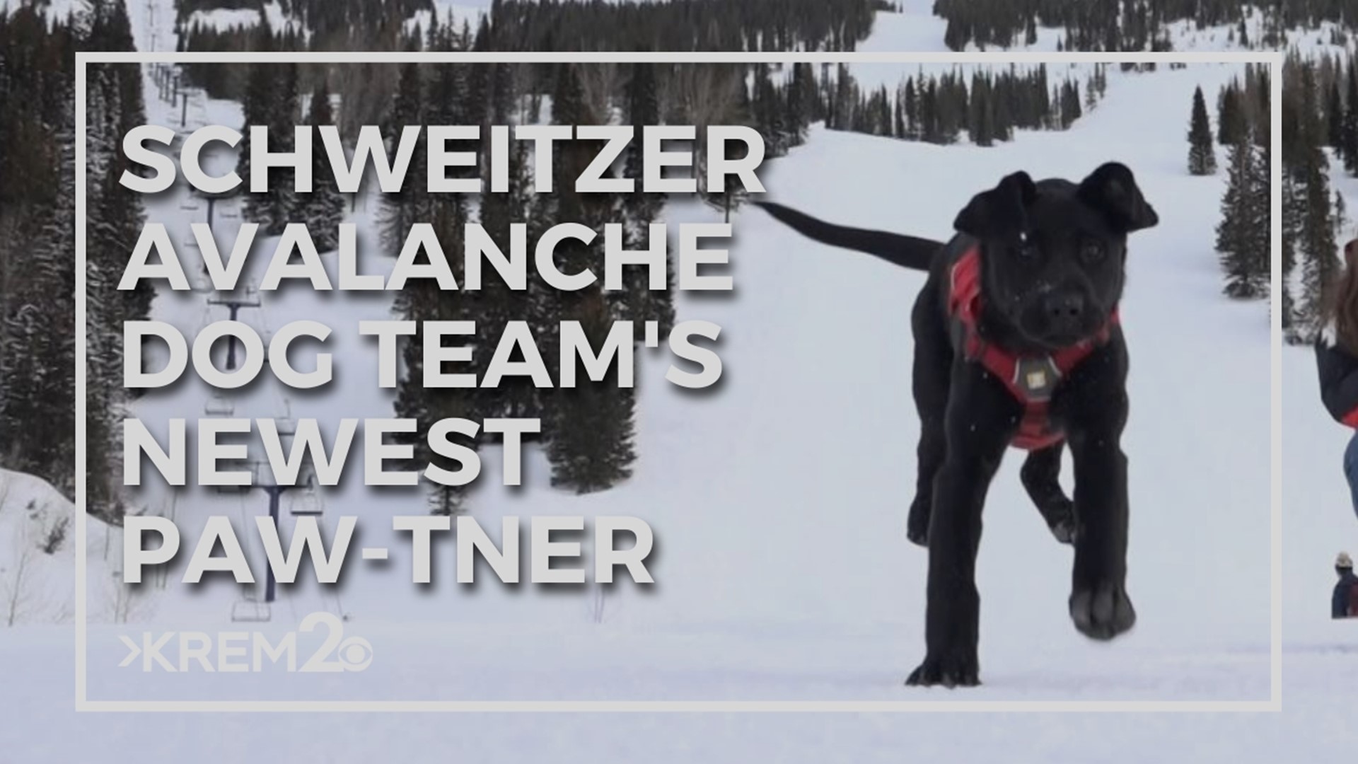 After Annie had a health scare, the team up at Schweitzer brought in a new friend to take on some of her workload.