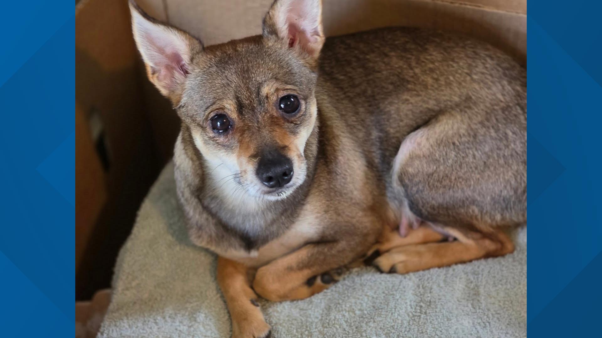 Volunteers rescue 100+ dogs from severe hoarding situation in Albion ...