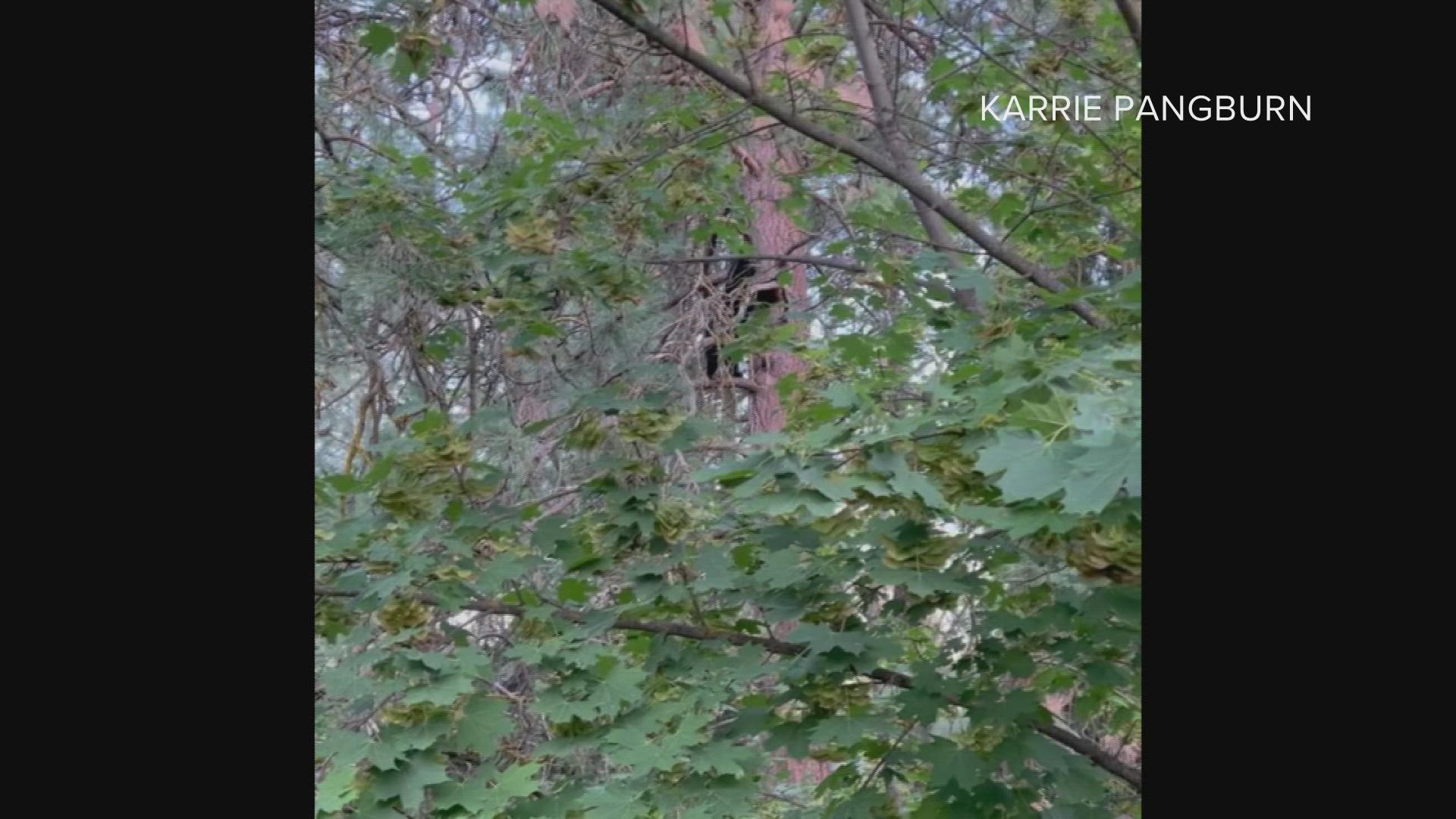 Fish and Wildlife officers are waiting for a bear to come down from a tree in north Spokane. Video shows the bear climbing into the tree Wednesday morning.