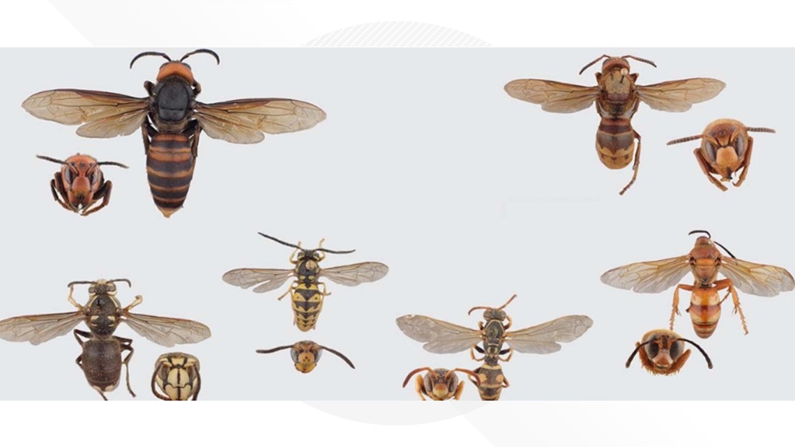 U of I entomologists help differentiate between bugs