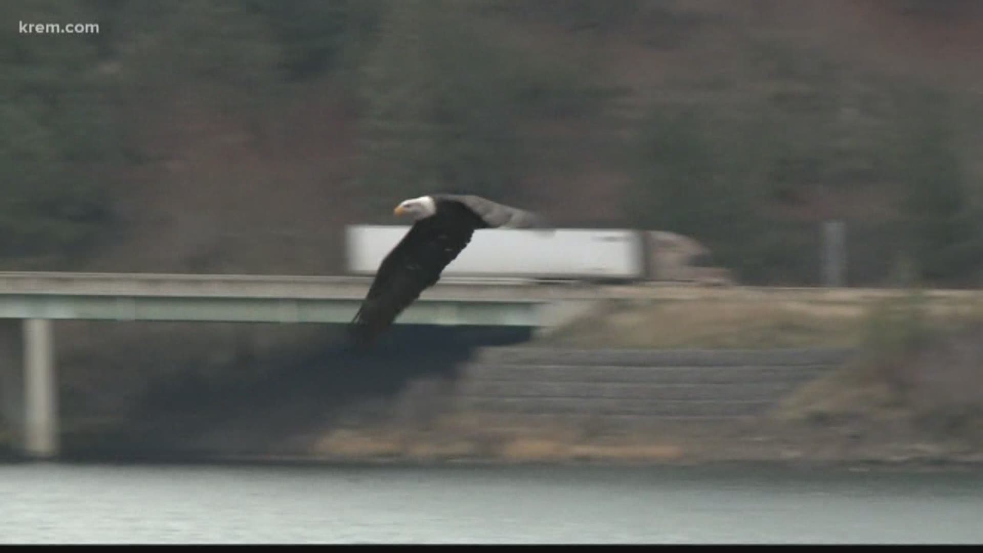 Have you visited Lake Coeur d'Alene to see the eagles? Every year, the spectacle draws people to North Idaho. And for some stores and restaurants, that can mean a boost in business.
