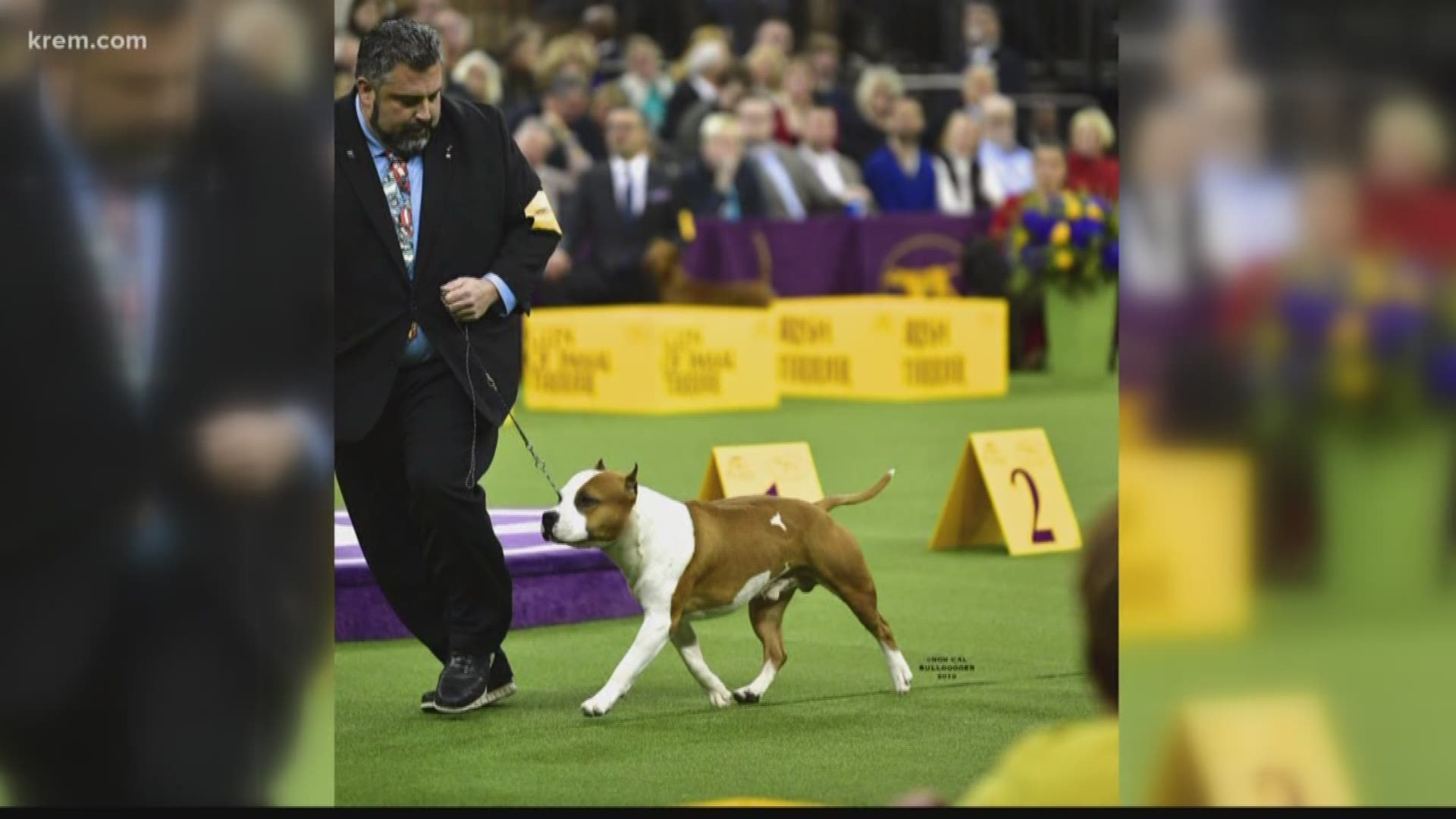 Spokane County dog takes home award at Westminster dog show